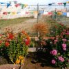Prayer flags and a rose garden in the courtyard of a prison.