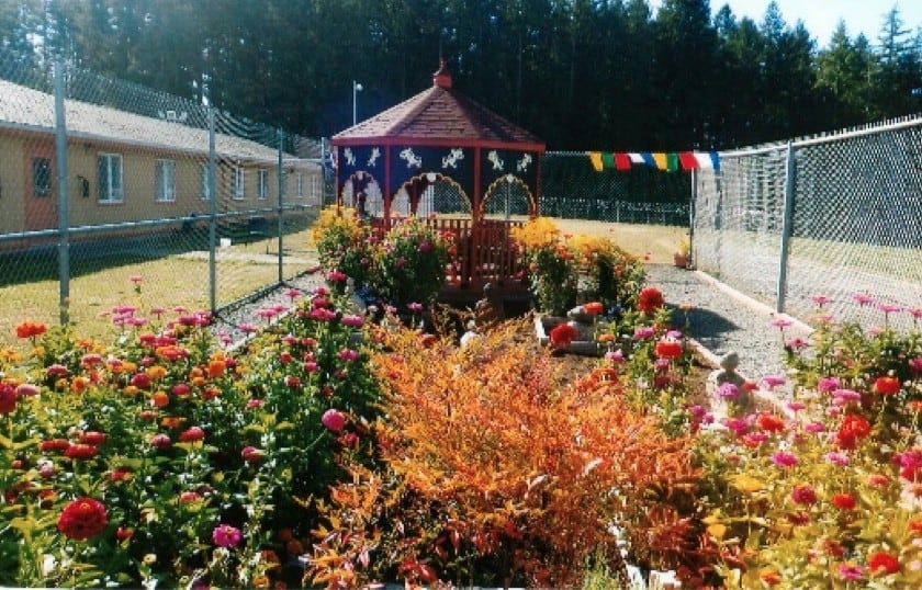 Prayer flags over a bed of rose bushes.