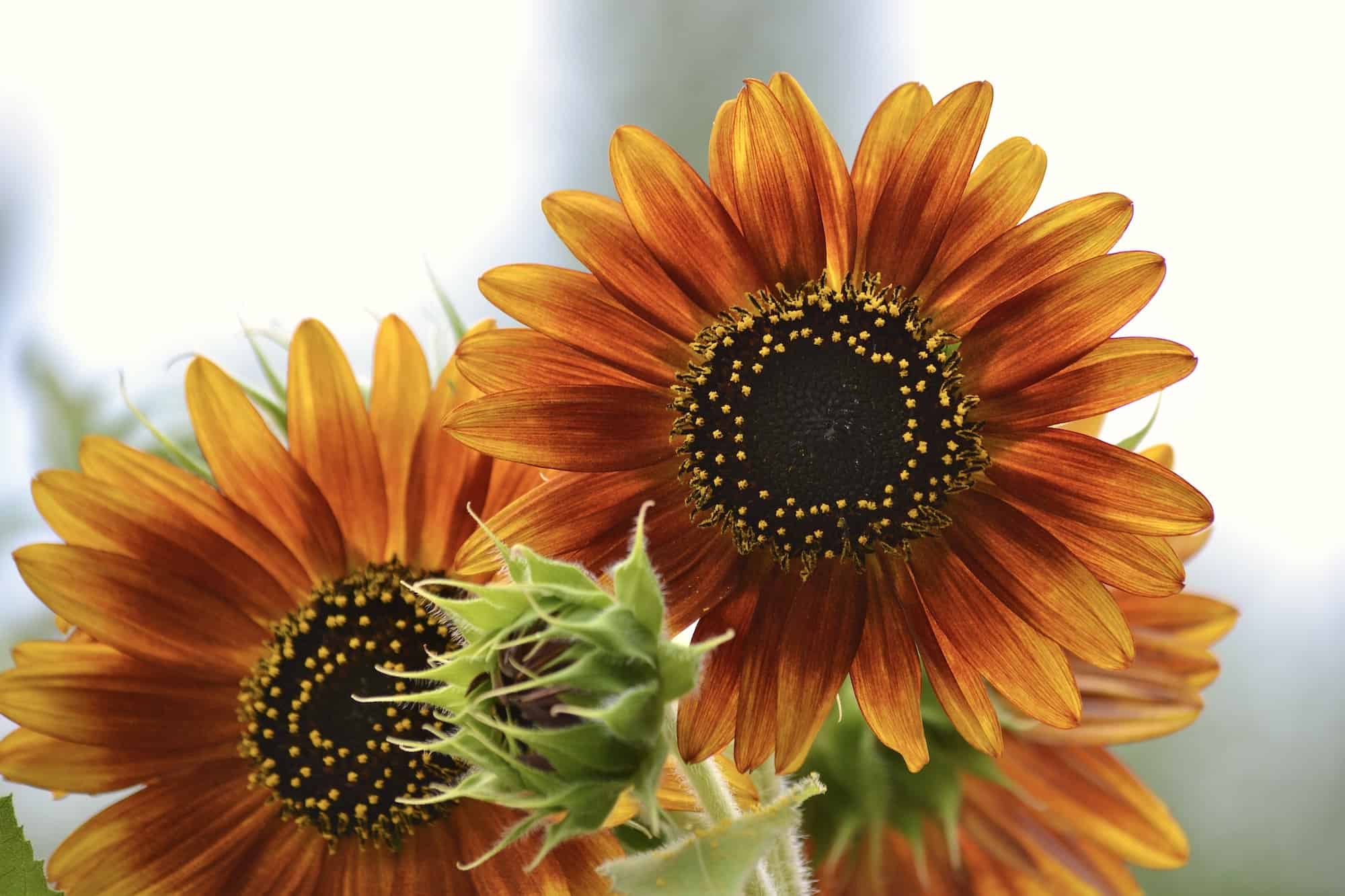 Three colorful sunflowers next to each other.