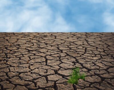 Grass grows out of dry and cracked earth under a blue sky.