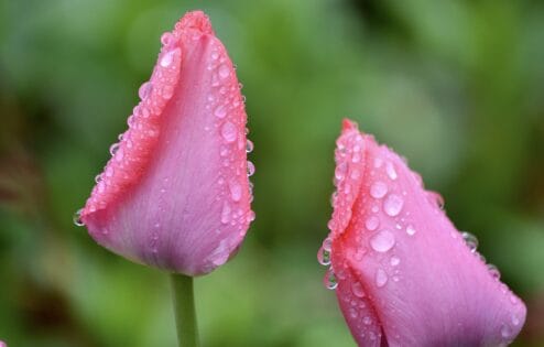 Two pink tulips with droplets of water on them.