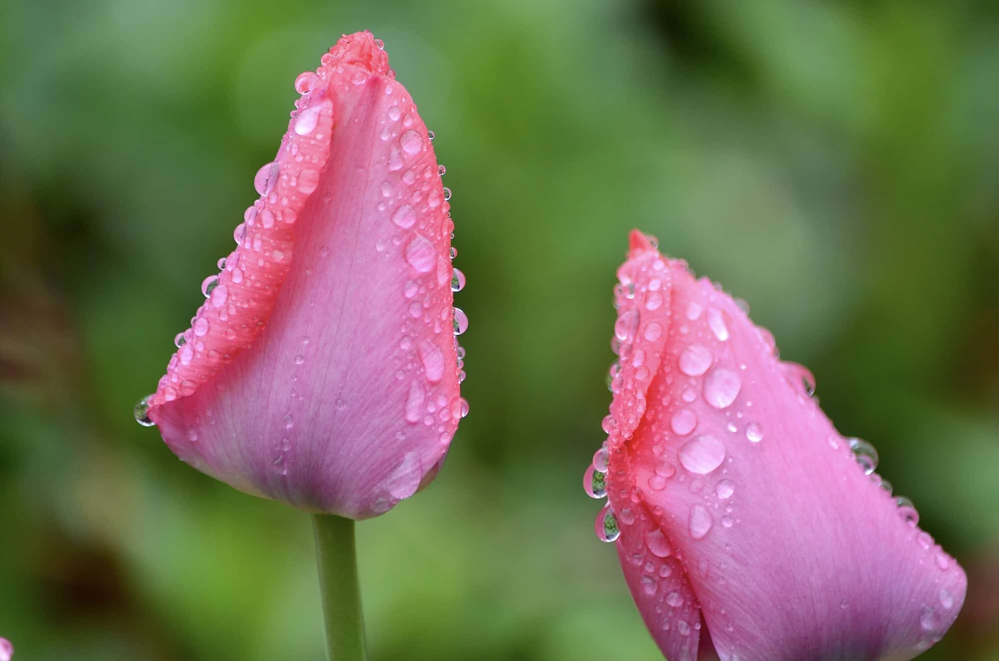Two pink tulips with droplets of water on them.