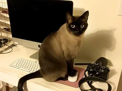 Siamese cat sitting near a computer with her paws on the computer mouse.