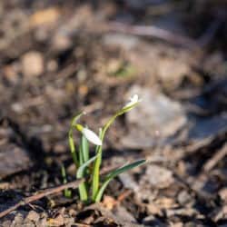 A small white seedling grows out of the earth.