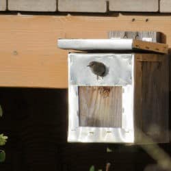 A small bird emerges from a hole in a bird house.