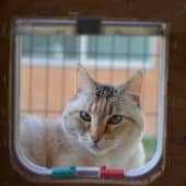 Karuna the cat looks out of the plastic door of her cat cage.