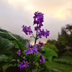 Purple flowers with green leaves against a cloudy orange sky.