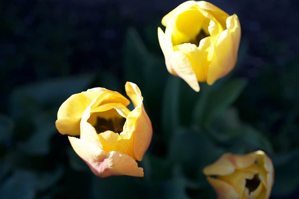 Two yellow tulips opening.