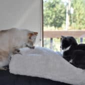 Karuna and Maitri, a white and black cat, sit together by a window.