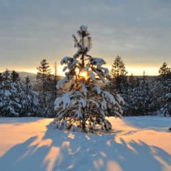 Wschód słońca nad drzewami pokrytymi śniegiem.