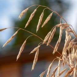 Brown grass husks bend in the wind.