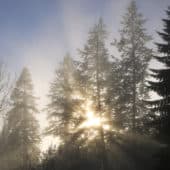 Light comes through behind fir trees.