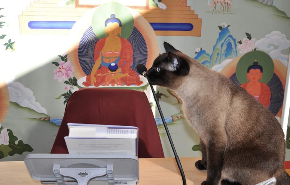Upekkha the cat sits on the teacher's table with his nose on the gooseneck microphone.