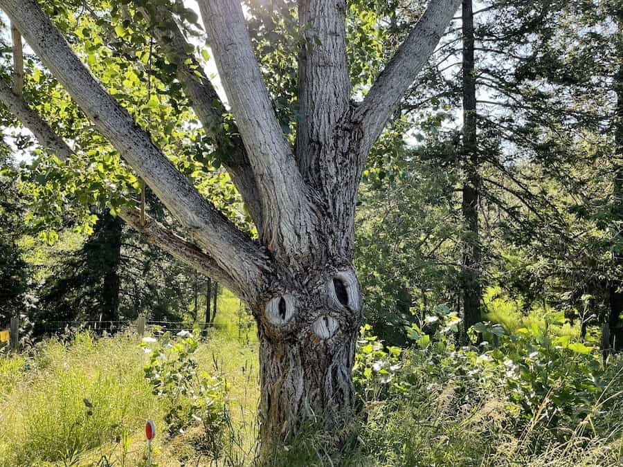 A tree with knobs that look like two eyes and a mouth.