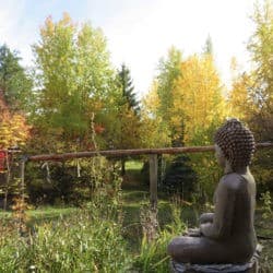 Buddha statue overlooks the Sravasti Abbey flower garden as the leaves change color in the fall.