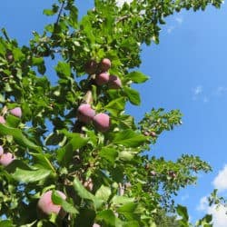 Apples begin to ripen on a tree that reaches into the sky.