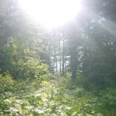 Sunlight breaks through the forest skylight, illuminating ferns below.