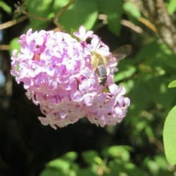 Pszczoła pozyskuje miód z grona jasnoróżowych kwiatów.