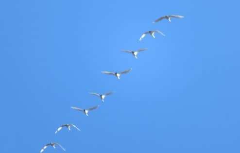 Eight white birds fly in a single file formation in the sky.