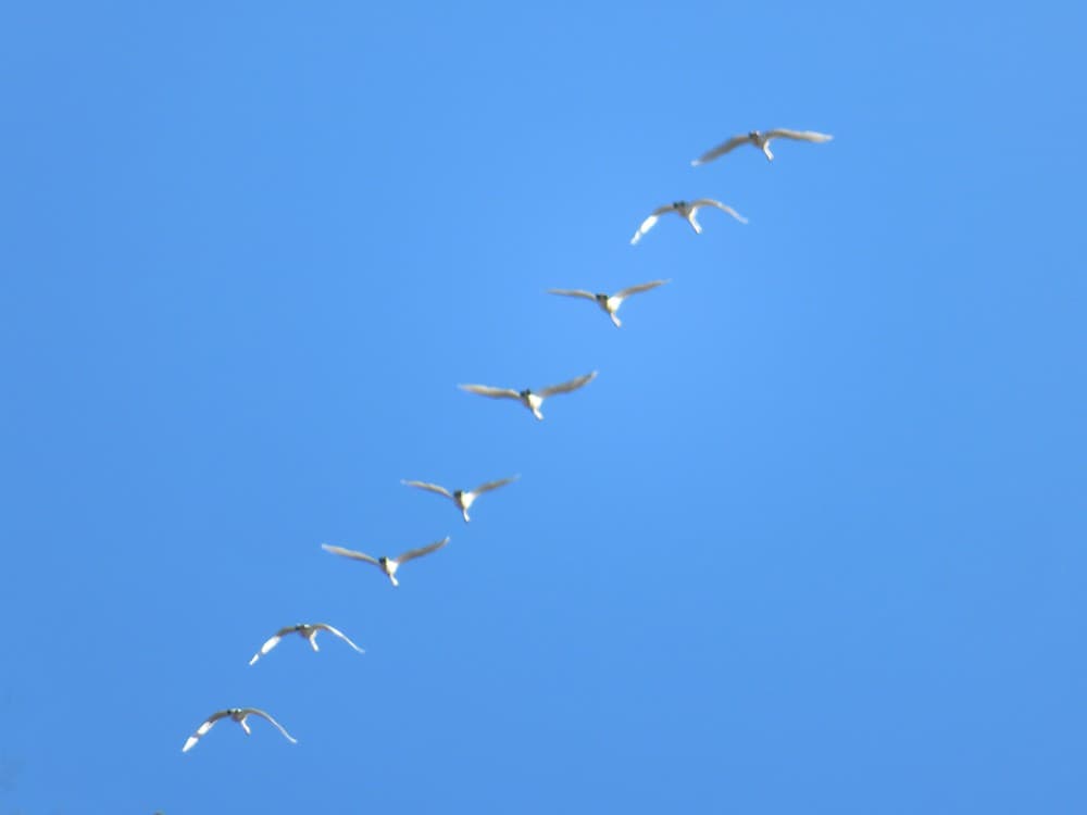 Eight white birds fly in a single file formation in the sky.