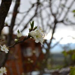 White flowers on branches against a wooden cabin in the background.