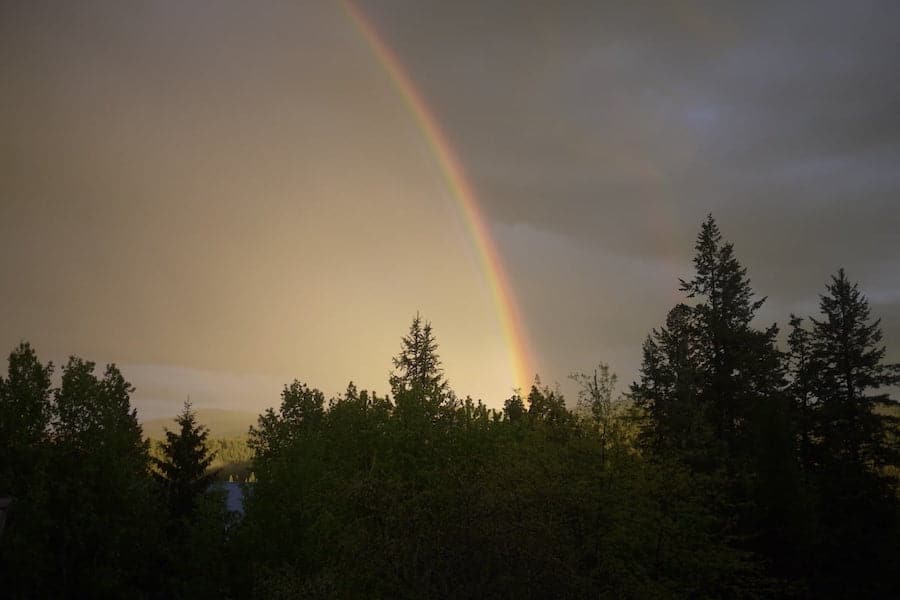 A rainbow appears in the gray sky above the treeline.