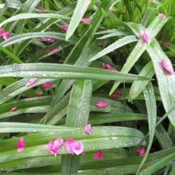 Małe różowe płatki na zielonych źdźbłach trawy.