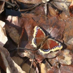 A brown butterfly blends in with brown leaves on the ground.