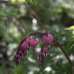 Small heart-shaped flowers hang from a branch against green leaves.