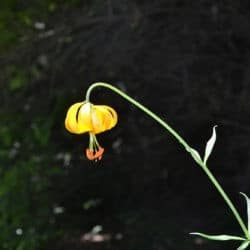 A yellow flower droops over.