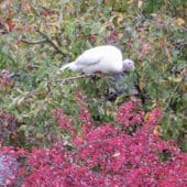 A single white turkey on a tree with pink flowers.