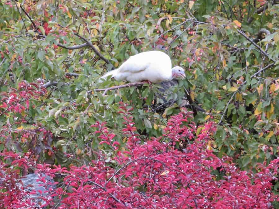 A single white turkey on a tree with pink flowers.