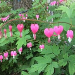 Rows of pink bleeding heart flowers hang in front of green leaves.