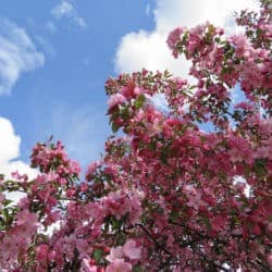 Drzewo pokryte różowymi kwiatami w pełnym rozkwicie.