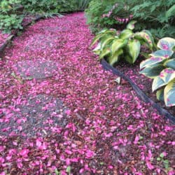 Garden path strewn with pink flower petals.