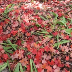 Red autumn leaves cover the green grass on the ground.