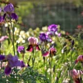 Purple irises bloom in the Sravasti Abbey garden.
