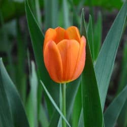 Pomarańczowy tulipan na tle zielonych źdźbeł trawy.