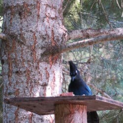 A blue bird with black crest feeds on bread on a wooden platform in front of a tree.