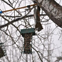 A squirrel hangs upside down from a tree branch to get to a bird feeder in winter.