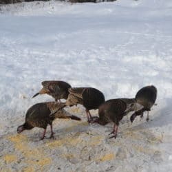 Five turkeys eat bird feed in the snow.