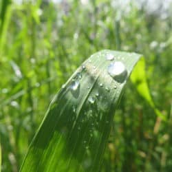 A dewdrop on a blade of grass in a field.