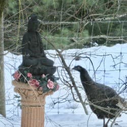 A turkey looks at a statue of Kuan Yin on a pedestal under a tree through a wire fence.