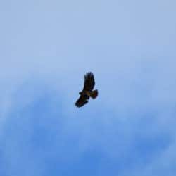 An eagle soars high in a cloudy blue sky.