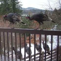 Two rows of turkeys perching on fences in the winter.