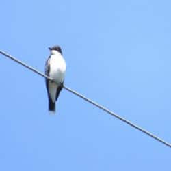 A bird sits on a power line high in the sky.