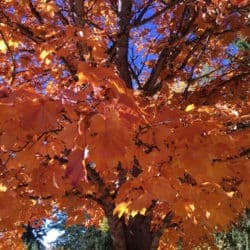 Orange autumn leaves on a tree.