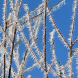 Tiny icicles form on branches against a blue sky.
