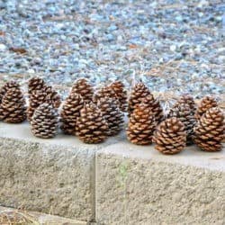 A row of pine cones on a ledge.
