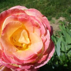 A pink rose in full bloom in the garden.